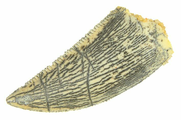 Serrated, Raptor Tooth - Real Dinosaur Tooth #294586